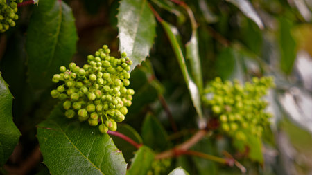 Mahonia aquifolium shrub detail with leaves and buds in Springの写真素材