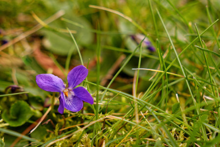 Beautiful viola odorata flower in grass in Springの写真素材