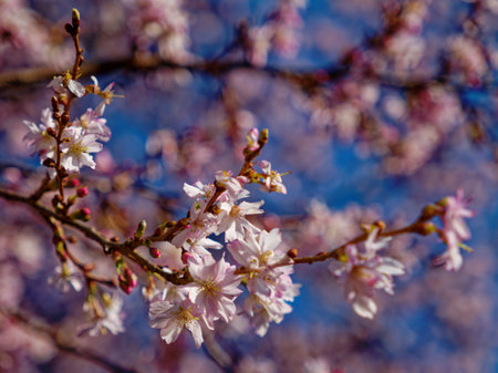 Beautiful blooming prunus subhirtella tree branch close up detailの写真素材