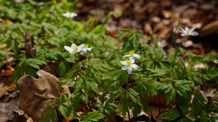 Beautiful blooming wood anemone flower detailの写真素材