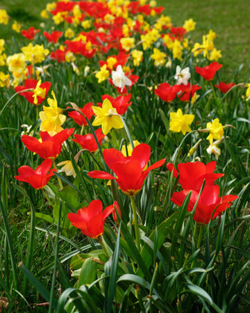 Spring tulip and narcissus flowers in flowerbedの写真素材