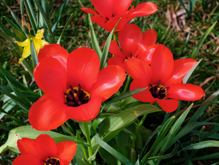 Beautiful blooming red tulip flowers in flowerbed close upの写真素材