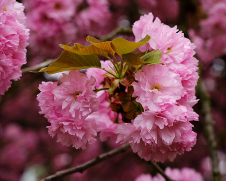 Beautiful blooming sakura tree close up detail in Springの写真素材
