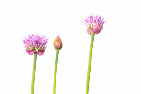 Blooming chive plant isolated on white backgroundの写真素材