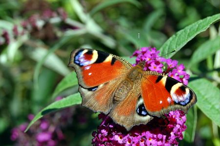 a Peacock butterfly feeding on a Budliahの写真素材