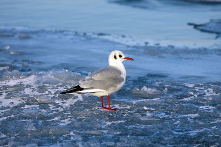 the picture shows a sea gull standing on iceの写真素材