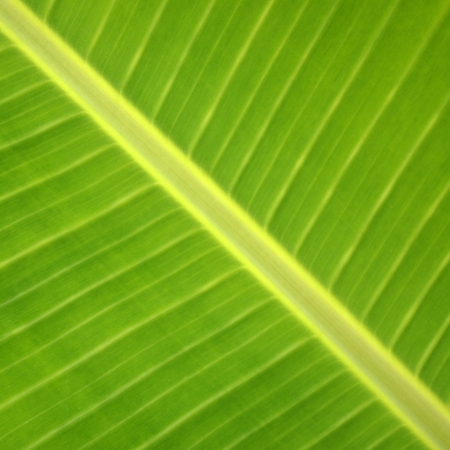 Tropical Green Leaf, Perak malaysiaの写真素材