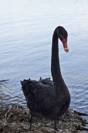 A black swan by the lake. Summer evening.の写真素材