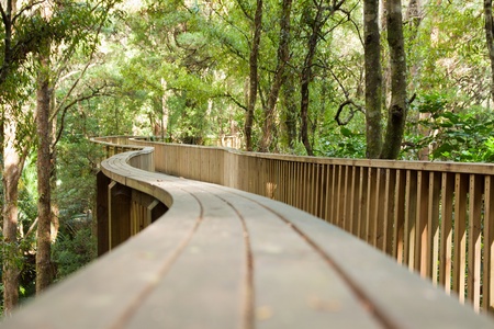 Forest pedestrian bridge. Whangarei, New Zealand.の写真素材
