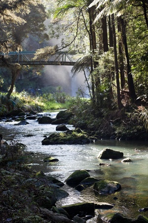 Whangarei forest. Whangarei, New Zeland.の写真素材