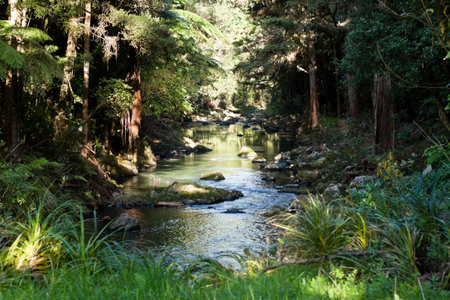 Green forest. Whangarei, New Zealand.