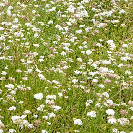 Green meadow detail and textureの写真素材