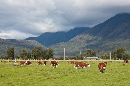 Grazing cows, rural landscape, Fox Glacier, West Coast, South Island, New Zealandの写真素材