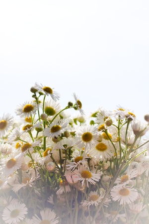 Beautiful daisy flowers background with copy space.の写真素材