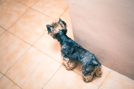 Top view of Yorkshire Terrier dog indoors.の写真素材