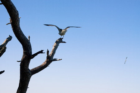 Photo of seagull on tree branch over blue sky.の写真素材
