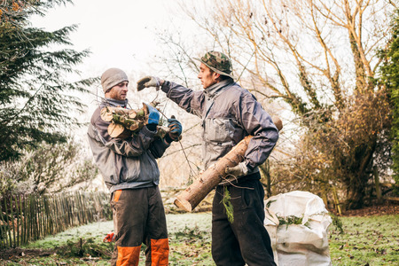 Professional gardeners pruning trees.の写真素材