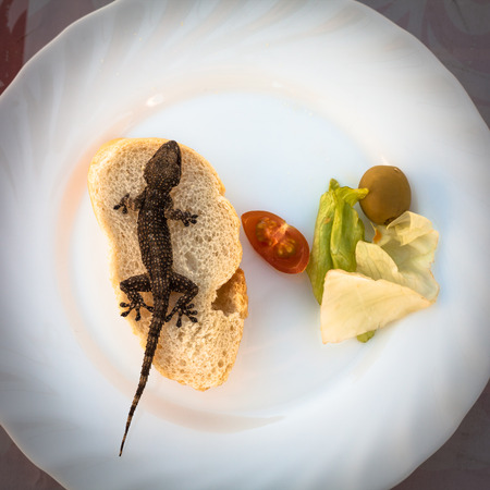 Lizard and bread with vegetable on plateの写真素材