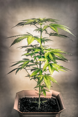 Cannabis female plant in flowerpot, Indica dominant hybrid in early flowering stage.の写真素材