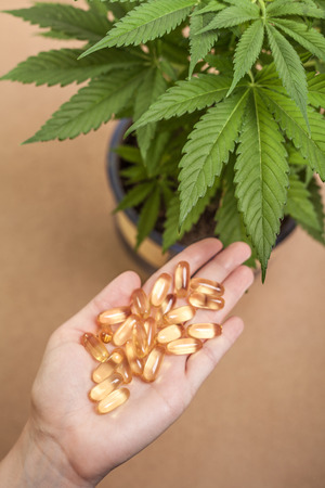 Cannabis plant and hand with pharmaceuticals.の写真素材