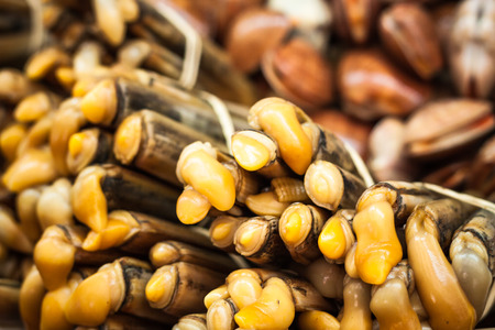 Close up of bamboo clams seafood.の写真素材