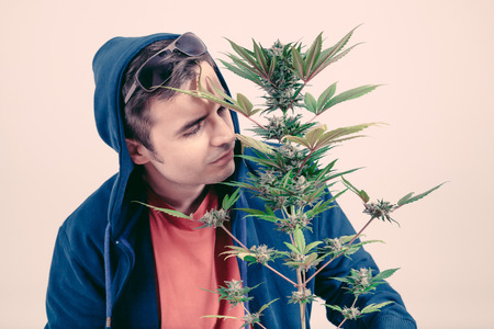 Man in hoodie smelling Cannabis plan in flowering phase.の写真素材