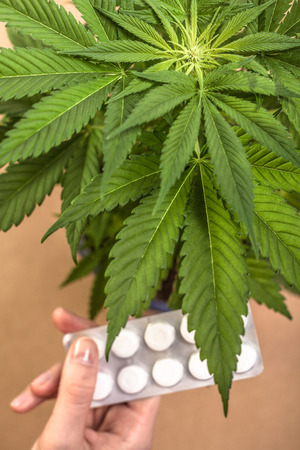 Cannabis plant and hand with pharmaceuticals.の写真素材