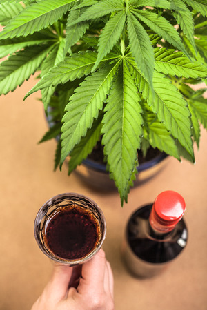 Cannabis plant and hand holding glass of alcohol.の写真素材