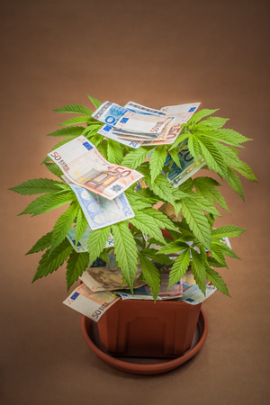 Marijuana business concept. Cannabis plant in flowerpot with Euro banknotes.の写真素材