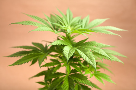 Top of Cannabis female plant, Indica dominant hybrid in early flowering stage の写真素材