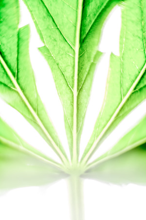 Macro of green Cannabis leaf の写真素材