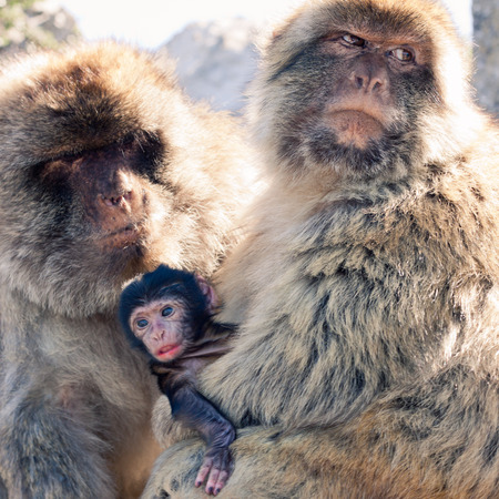 Barbary Macaques in Gibraltar.の写真素材