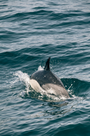 Dolphin in the Strait of Gibraltar.の写真素材