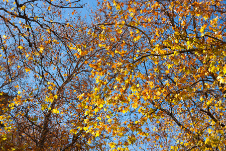 Colorful autumn treetop backgroundの写真素材