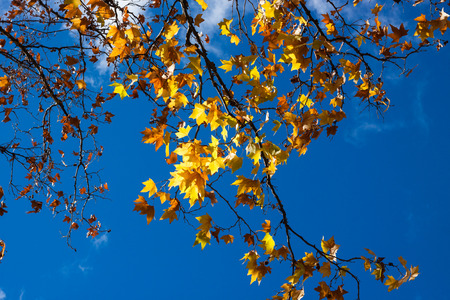 Colorful autumn branch over bright blue skyの写真素材