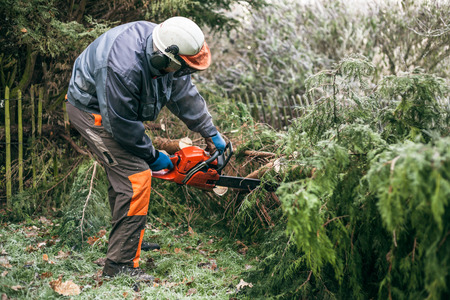 Professional gardener cutting tree with chainsaw.の写真素材