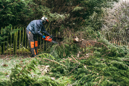 Professional gardener cutting tree with chainsaw.の写真素材