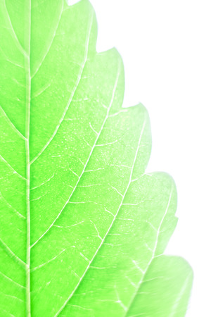 Macro of green Cannabis leaf.の写真素材