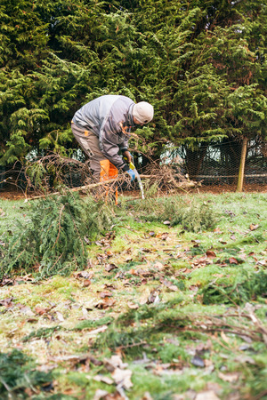 Professional gardener pruning trees with saw.の写真素材