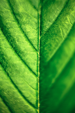 Macro of green Cannabis leaf.の写真素材