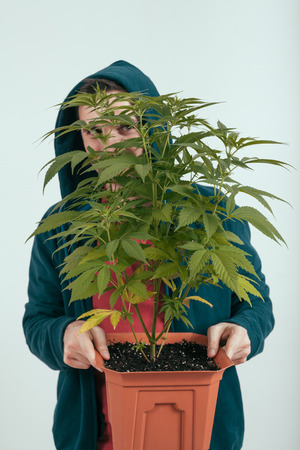 Portrait of a man in hoodie holding flowerpot with cannabis plant.の写真素材