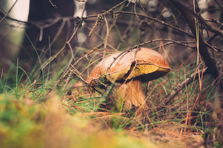 Beautiful wild mushroom hidden in coniferous forest.の写真素材