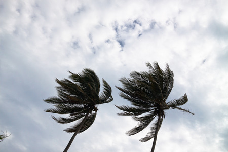 Coconut palm trees bending in a strong wind.の写真素材