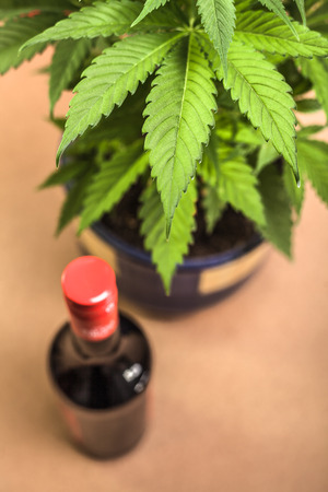 Cannabis plant and bottle of alcohol.の写真素材