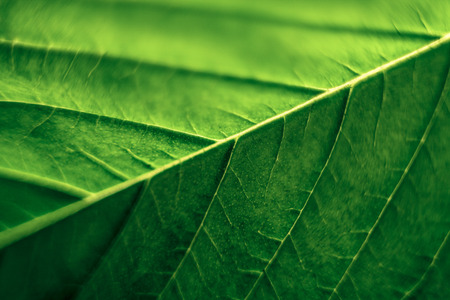 Macro of green Cannabis leaf.の写真素材
