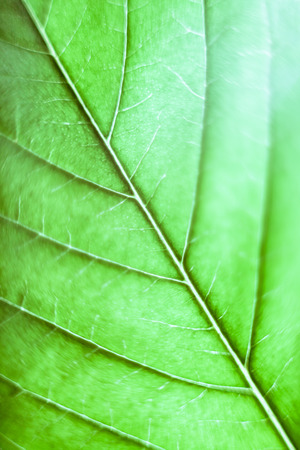 Macro of green Cannabis leaf.の写真素材