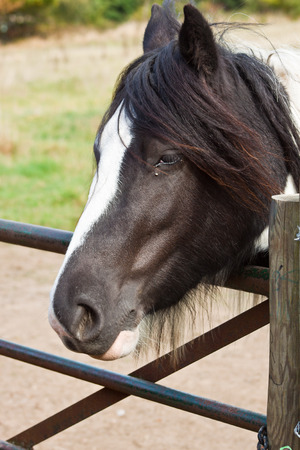 Brown horse head detail.の写真素材