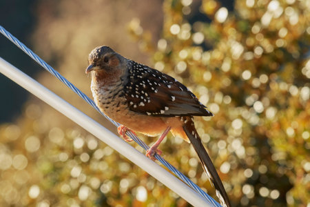 A closeup shot of a beautiful bird on a wire with blurred background