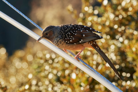 A close up shot of a bird on a power line with blurred background