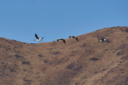 Geese flying in the blue sky on the island of Madeira